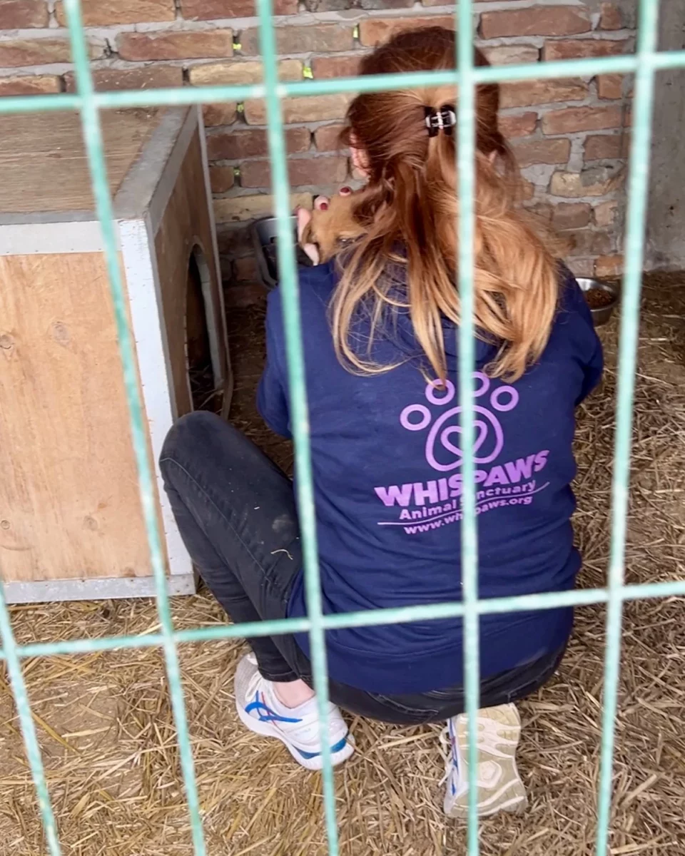 Emma WhispersRed attending to a Whispaws Dog in a cage