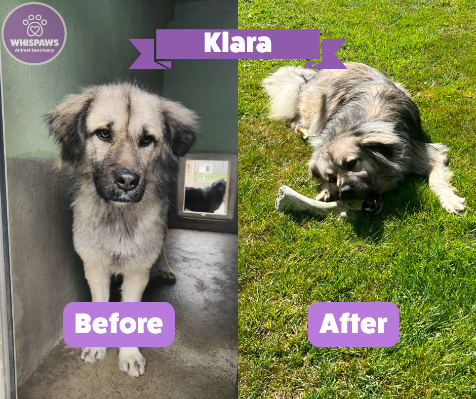 Before and after Klara’s adoption: in pansion care in Serbia, then enjoying a chew in the garden at her UK forever home.