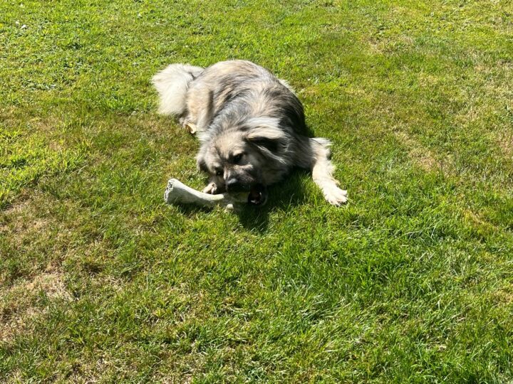 Klara, a rescued dog, enjoying a chew in the garden at her forever home in the UK.