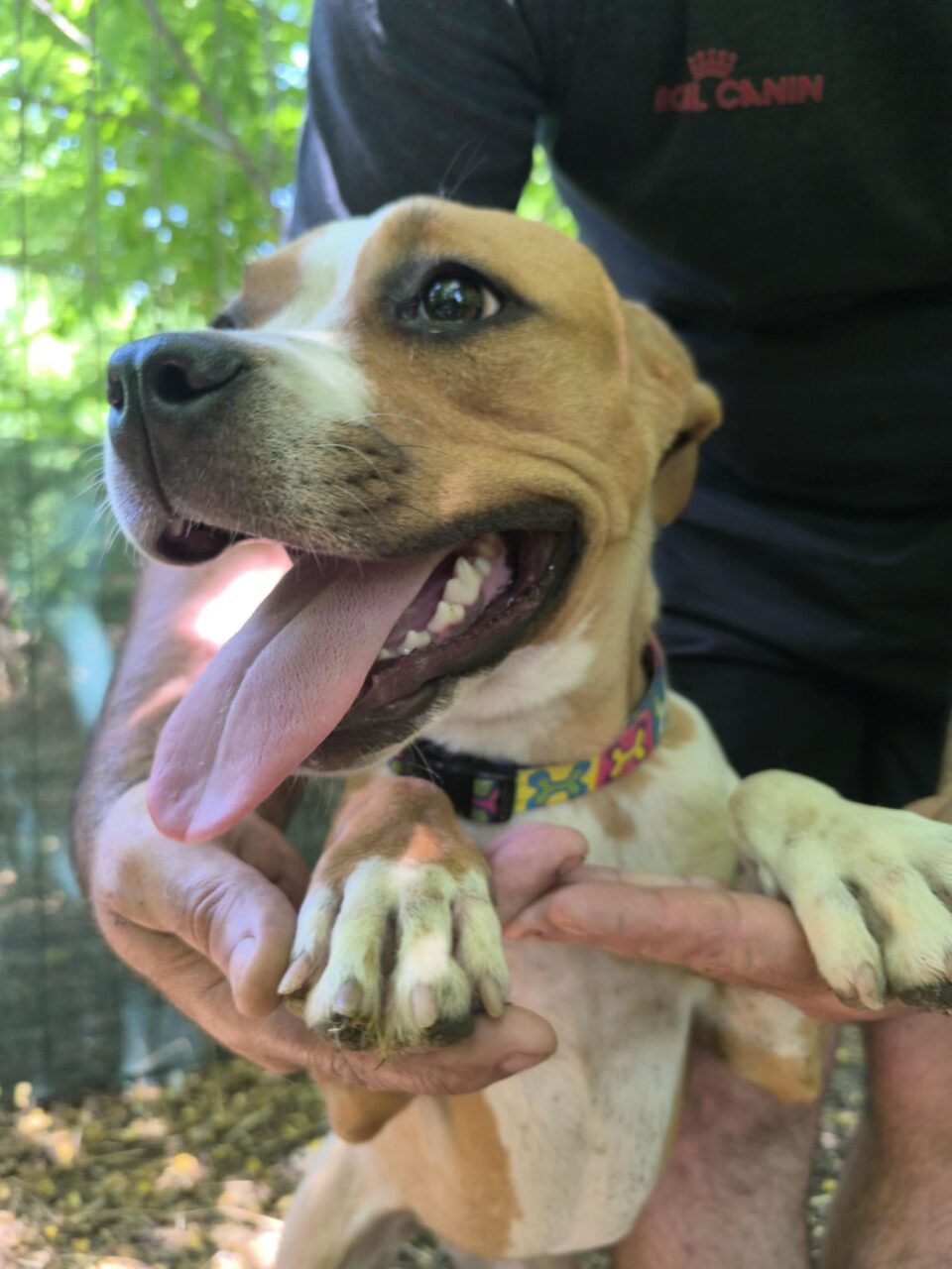 Lena, the dog, sticking her tounge out