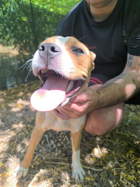 Lena, a happy tan and white dog, sticking her tongue out while being gently held by a person outdoors.
