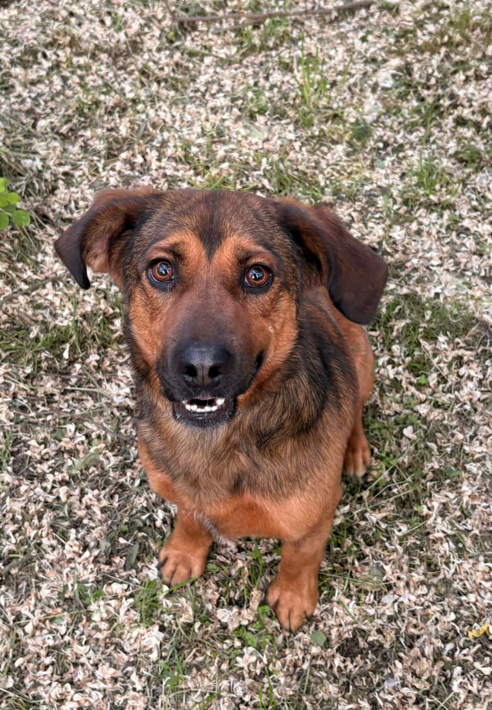 Simba, a Dachshund Mix looking at the camera in pansion