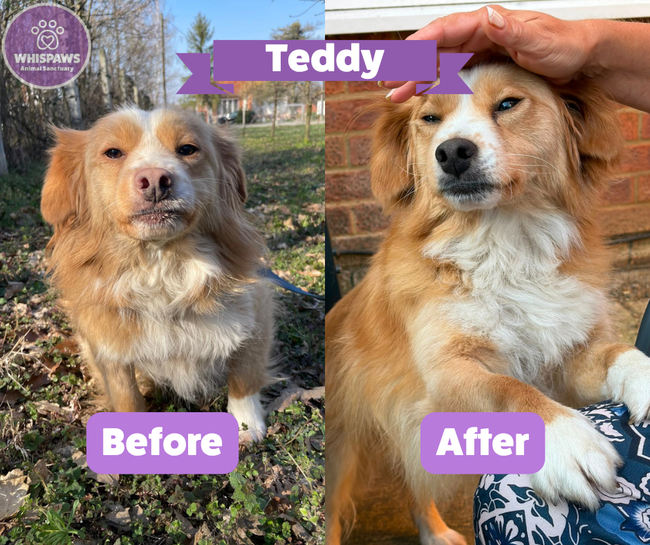 Teddy in Serbia before his adoption, then settled with his family at his UK forever home.