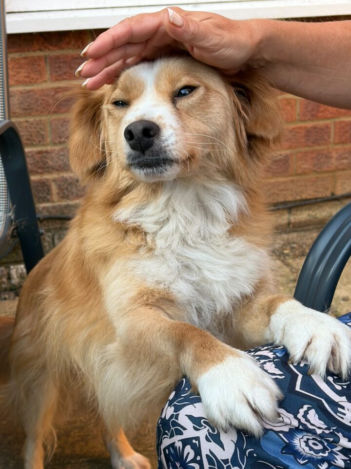 Teddy, formerly Ceda, relaxing with his adopter at his forever home in the UK.