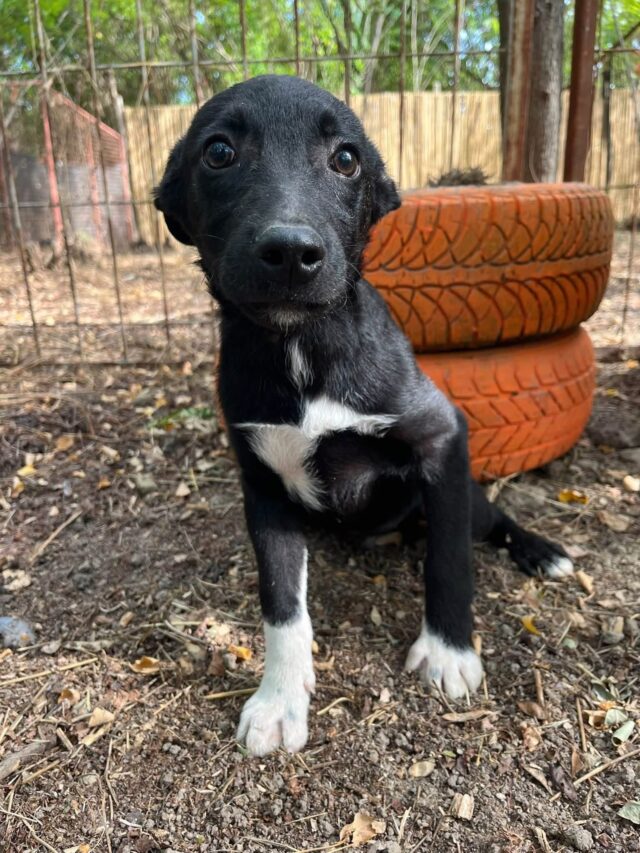 Alfie, a black and white rescue dog in pansion care