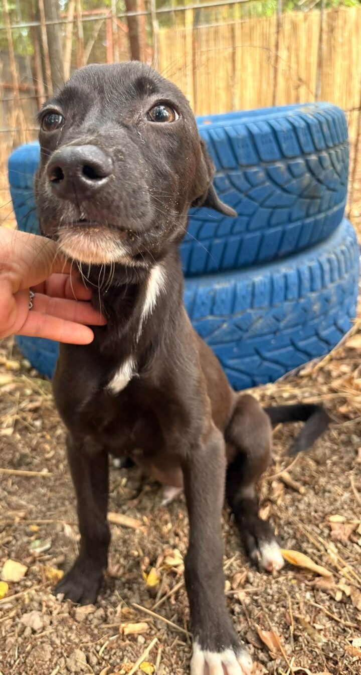 Benji, a dog waiting to be adopted