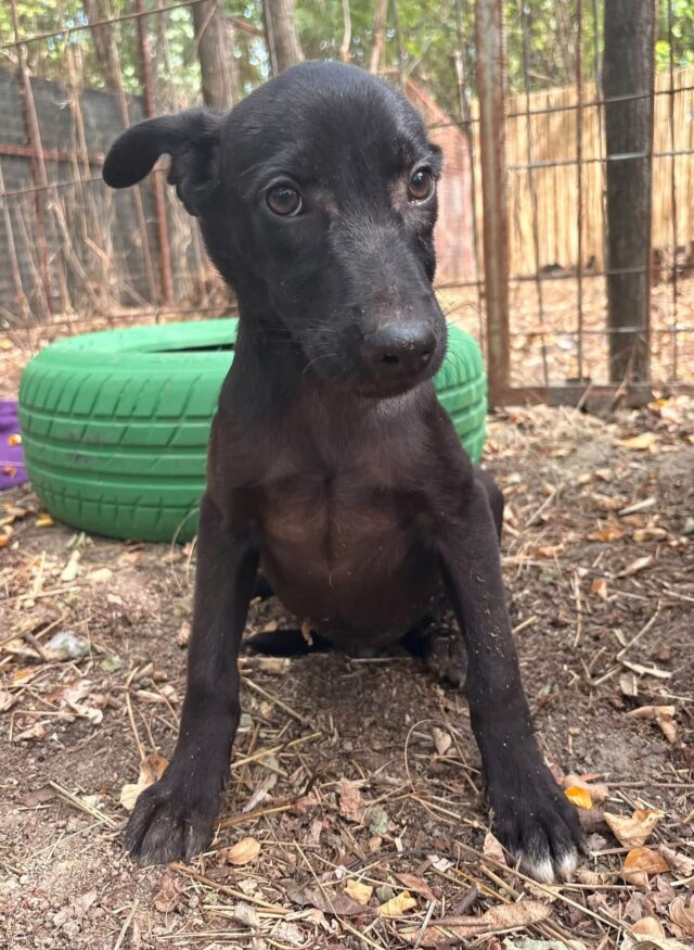 Cooper, a black rescue dog in pansion care