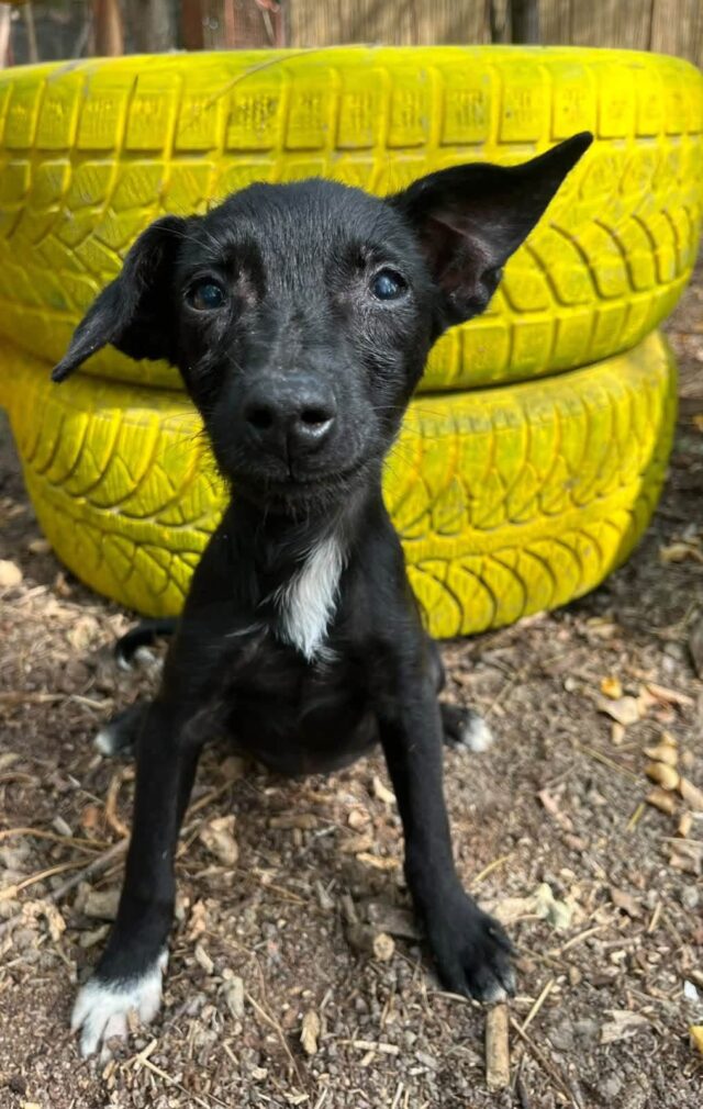 Dixie, a dog in pansion care waiting for adoption
