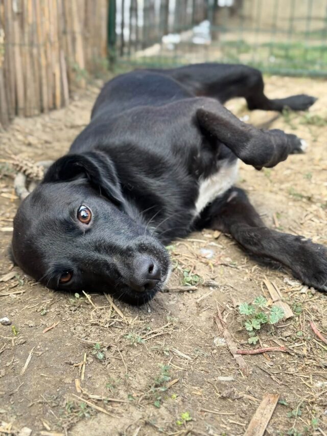Jett, a black dog laying down in pansion care