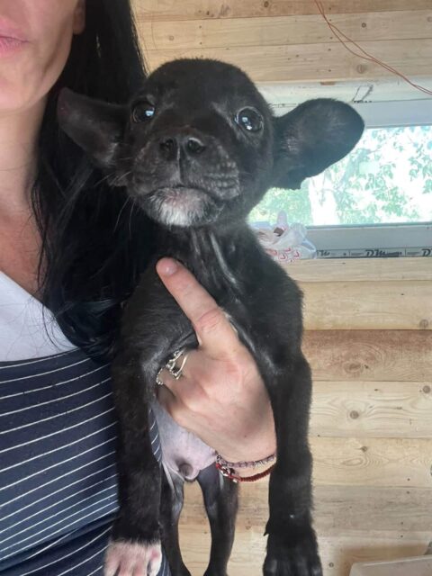 Oscar, a black dog being held in one hand by Whispaws volunteers in pansion care