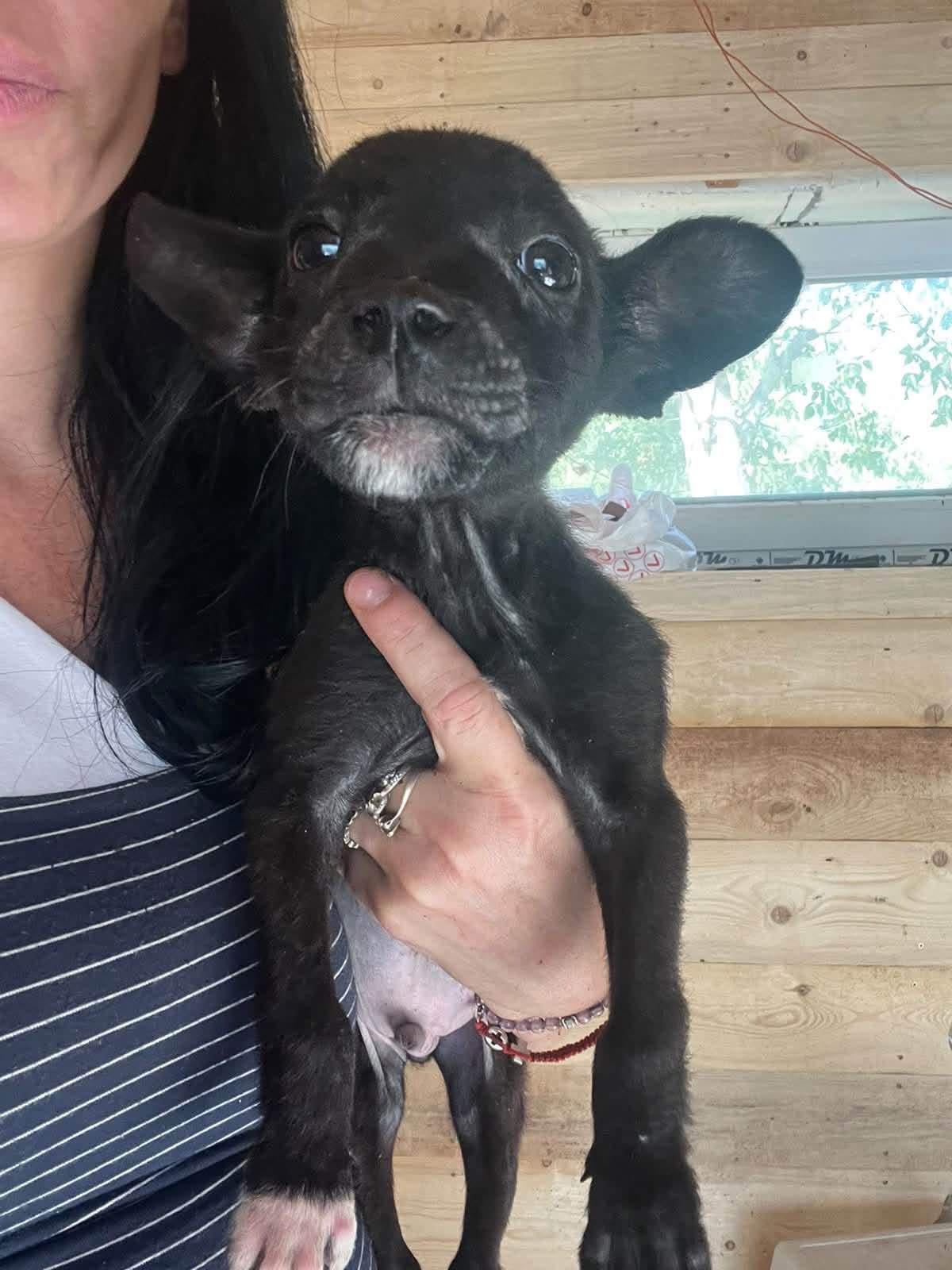 Oscar, a black dog being held in one hand by Whispaws volunteers in pansion care