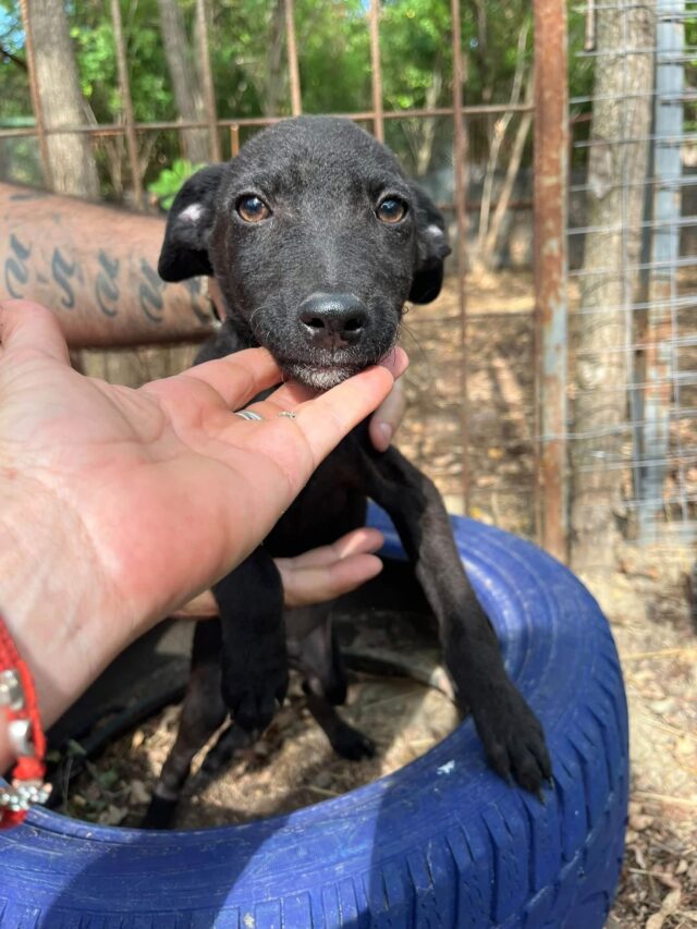Otis, a black dog in need of adoption in pansion care